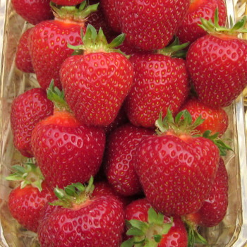 Fraisier Rubis des Jardins® Lot 20  Racines nues