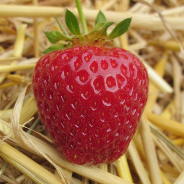 Fraisier Rubis des Jardins® Lot 20  Racines nues