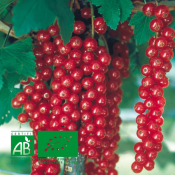 Groseillier-raisin Agate Rouge® Agriculture Biologique