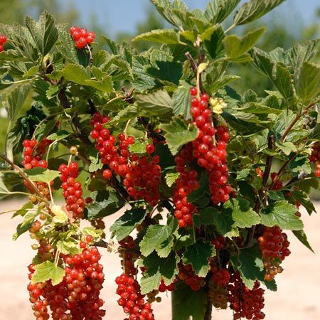Groseillier-raisin Agate Rouge® Agriculture Biologique
