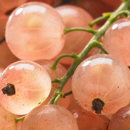 Groseillier Gloire des Sablons Agriculture Biologique