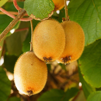 Kiwi Hayward variété femelle