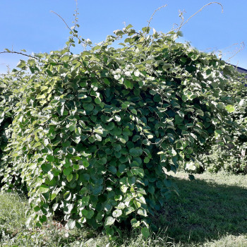 Kiwi Tomuri variété mâle