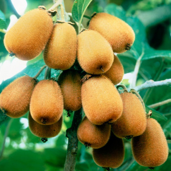 Kiwi Hayward variété femelle