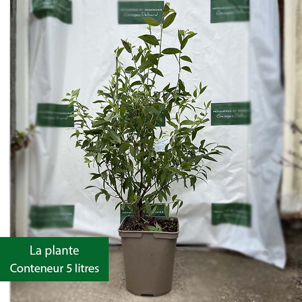 Myrtille Blue Pearl®