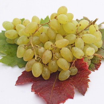 Vigne Centennial Seedless