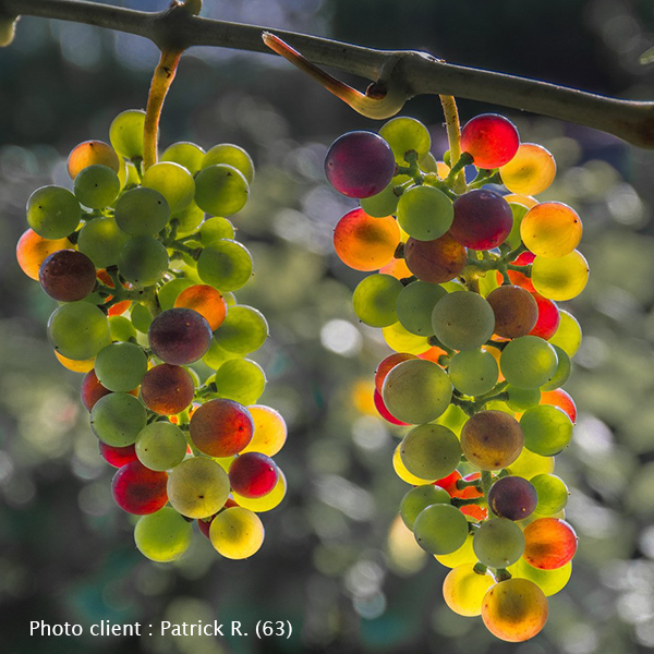 Vigne Muscat de Hambourg