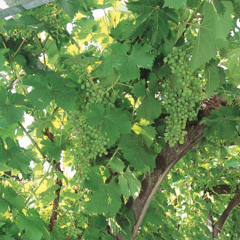 Vigne Ampelia® Amandin