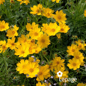 Coreopsis Grandiflora