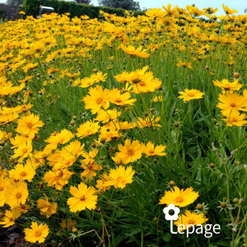Miniature #1 slider - Coreopsis Grandiflora