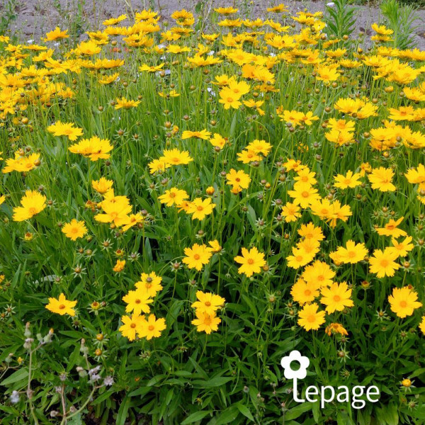 Coreopsis Grandiflora - Image 2