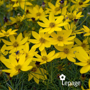 Coreopsis Verticillé Zagreb