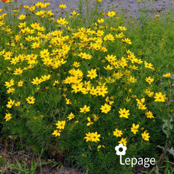 Miniature #1 slider - Coreopsis Verticillé Zagreb
