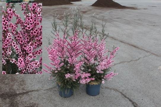 Arbre à thé - Leptospermum scoparium Martini - Image 1