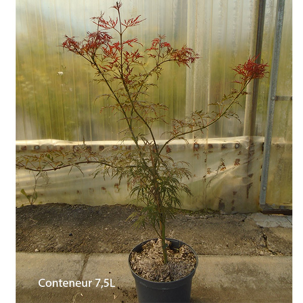 Erable du Japon - Acer palmatum Dissectum Garnet