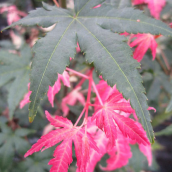 Erable du Japon - Acer palmatum Asahi Zuru