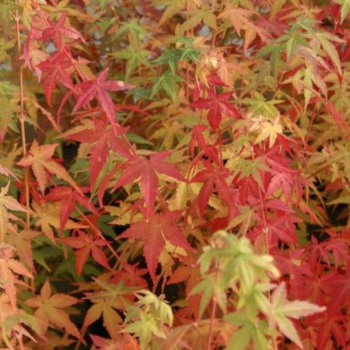 Erable du Japon - Acer palmatum Bi Hoo