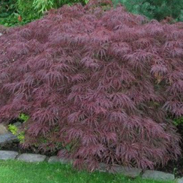 Erable du Japon - Acer palmatum Dissectum Garnet