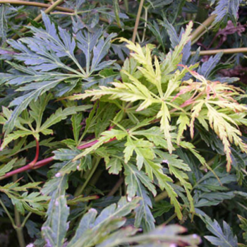 Miniature slider - Erable du Japon - Acer palmatum Dissectum Seiryu