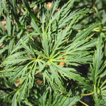 Miniature slider - Erable du Japon - Acer palmatum Dissectum Viridis