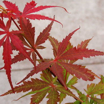 Erable du Japon - Acer palmatum Jerre Schwartz