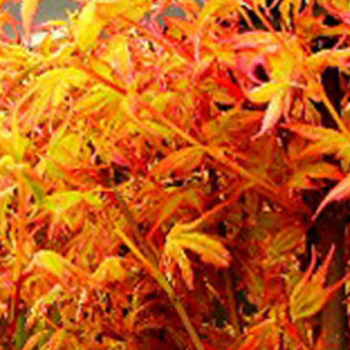 Erable du Japon - Acer palmatum Katsura