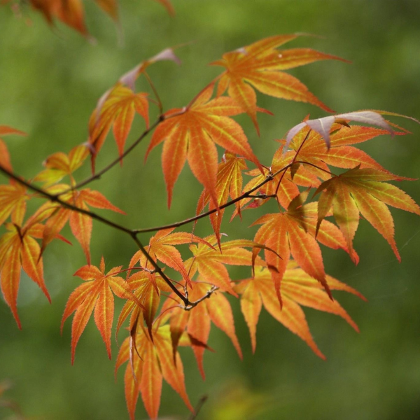 Erable du Japon - Acer palmatum Orange Dream