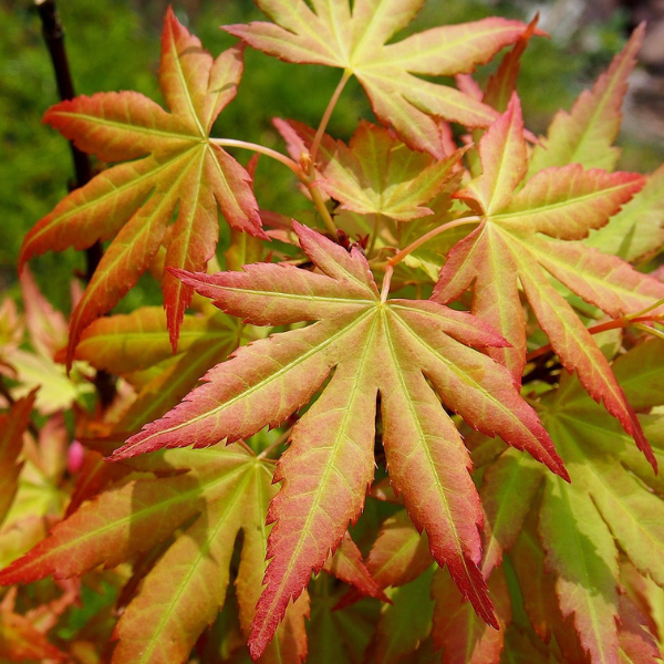 Erable du Japon - Acer palmatum Orange Dream