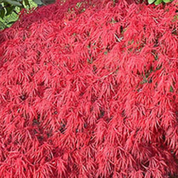 Erable du Japon - Acer palmatum Dissectum Orangeola
