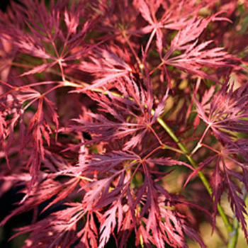 Erable du Japon - Acer palmatum Ornatum