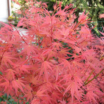 Erable du Japon - Acer palmatum Phoenix