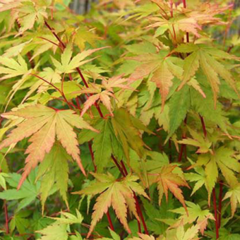 Erable du Japon - Acer palmatum Sango Kaku