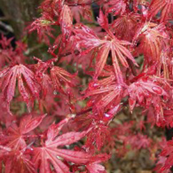 Erable du Japon - Acer palmatum Skeeter´s Broom
