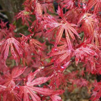 Miniature slider - Erable du Japon - Acer palmatum Skeeter´s Broom