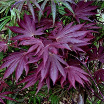 Erable du Japon - Acer palmatum Trompenburg