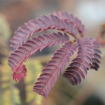 Miniature slider - Albizia julibrissin Summer Chocolate