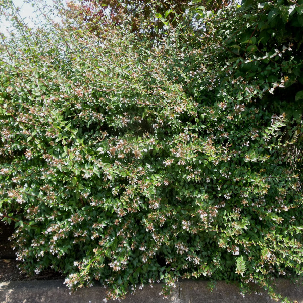 Abelia grandiflora