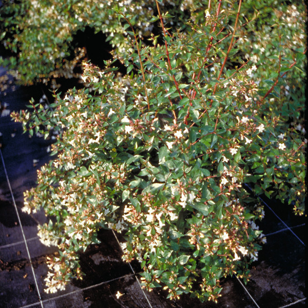 Abelia grandiflora