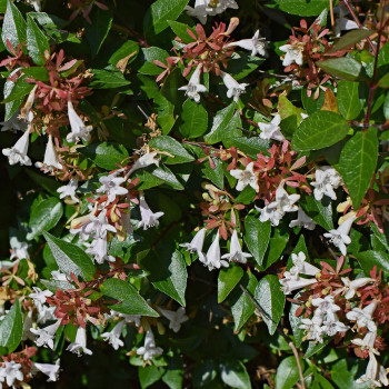 Abelia grandiflora