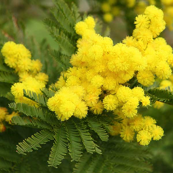 Acacia dealbata Gaulois Astier - Image 1