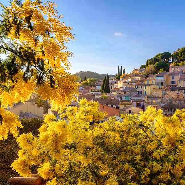 Acacia dealbata Gaulois Astier