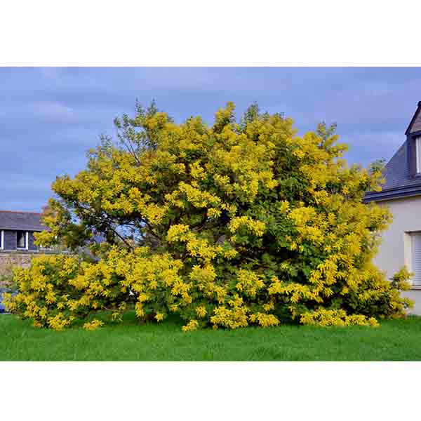 Acacia dealbata Gaulois Astier - Image 2