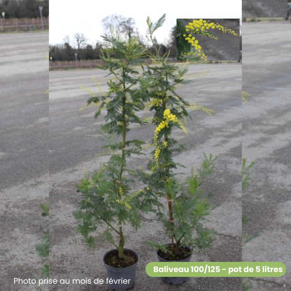 Acacia dealbata Gaulois Astier - Image 5