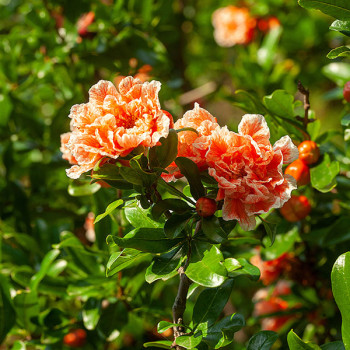 Grenadier à fleurs - Punica granatum California Sunset