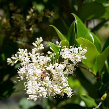 Troène du Japon Texanum