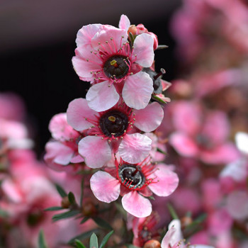 Arbre à thé - Leptospermum scoparium Martini