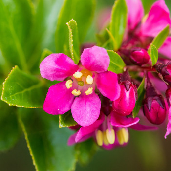 Escallonia Donard Radiance