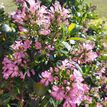 Escallonia Pink Elle