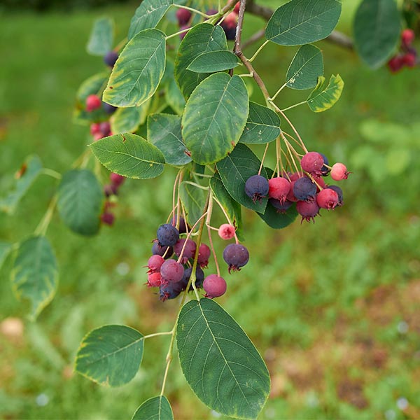 Amelanchier canadensis