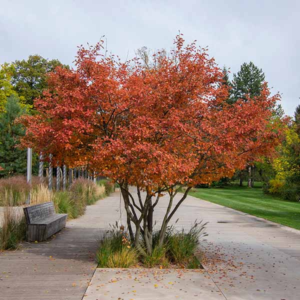 Amelanchier canadensis